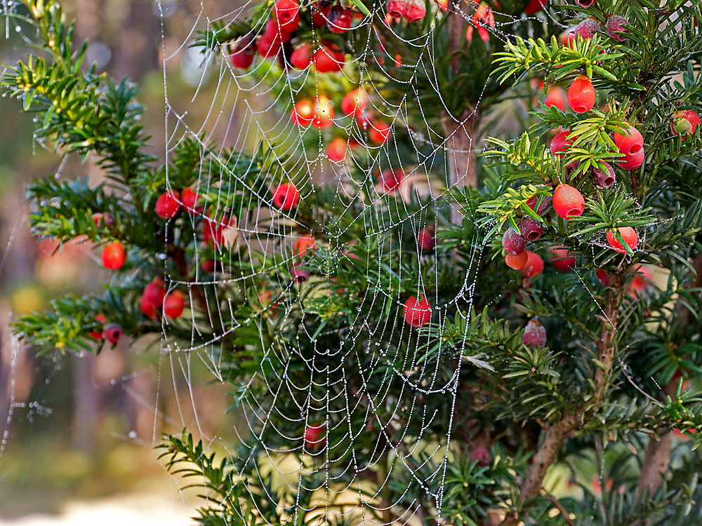 zur &Uuml;bersicht Gespinste 4