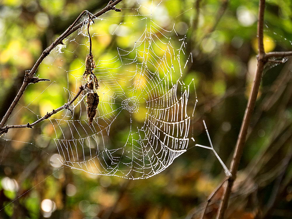 zur &Uuml;bersicht Gespinste 5