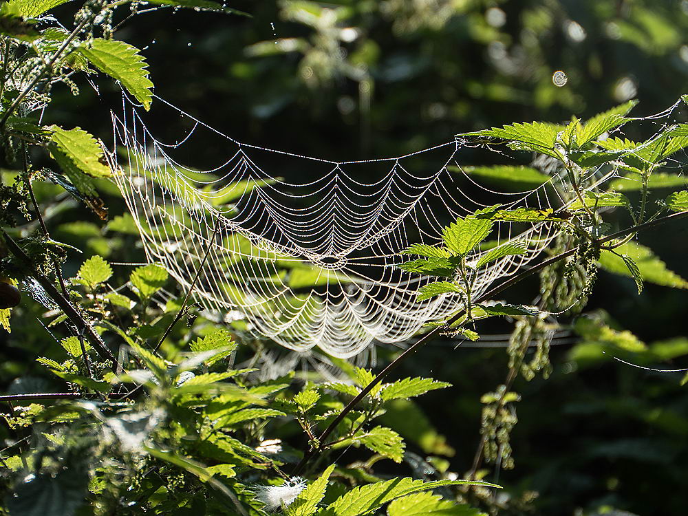 zur &Uuml;bersicht Gespinste 5