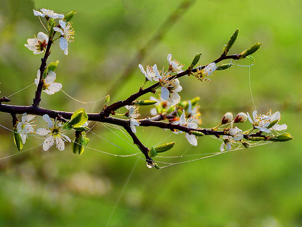 zur &Uuml;bersicht Gespinste 5