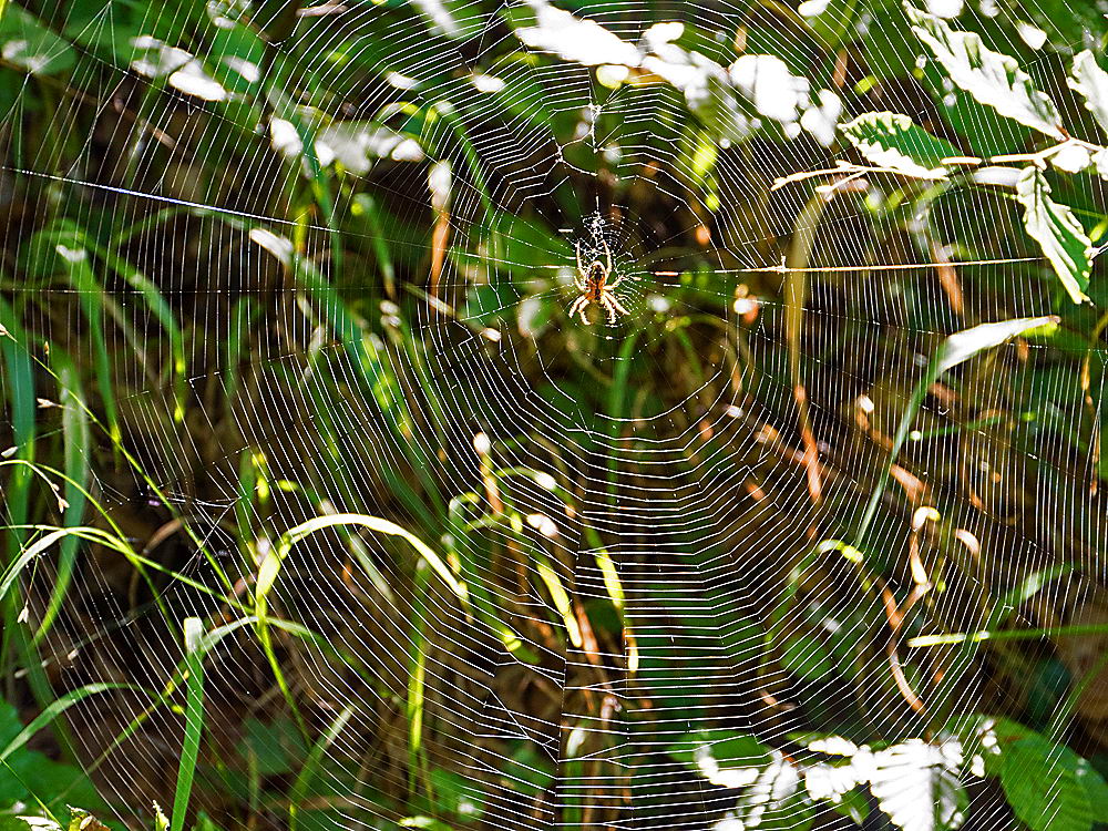 zur &Uuml;bersicht Gespinste 5