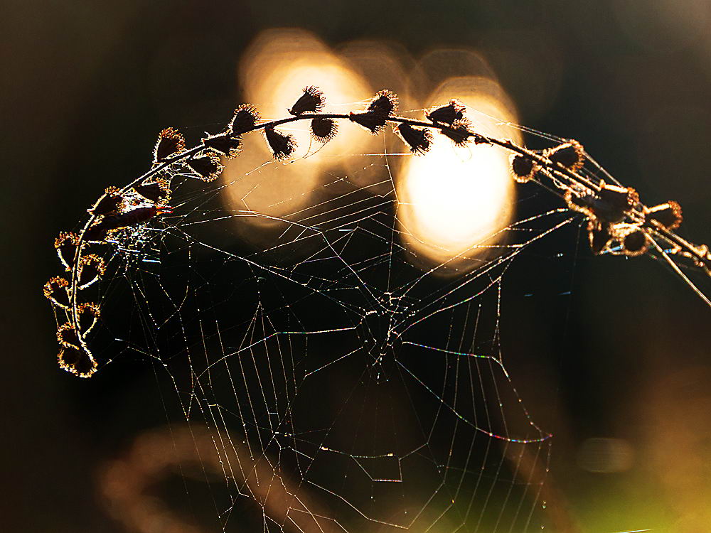 zur &Uuml;bersicht Gespinste 5