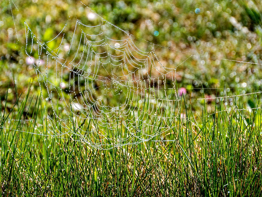 zur &Uuml;bersicht Gespinste 5