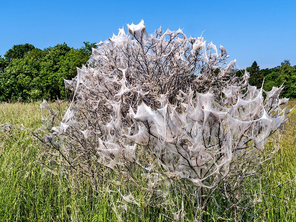 zur &Uuml;bersicht Gespinste 5