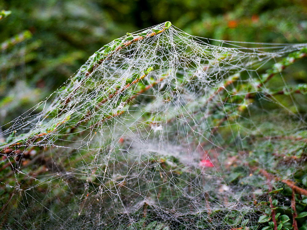 zur &Uuml;bersicht Gespinste 5