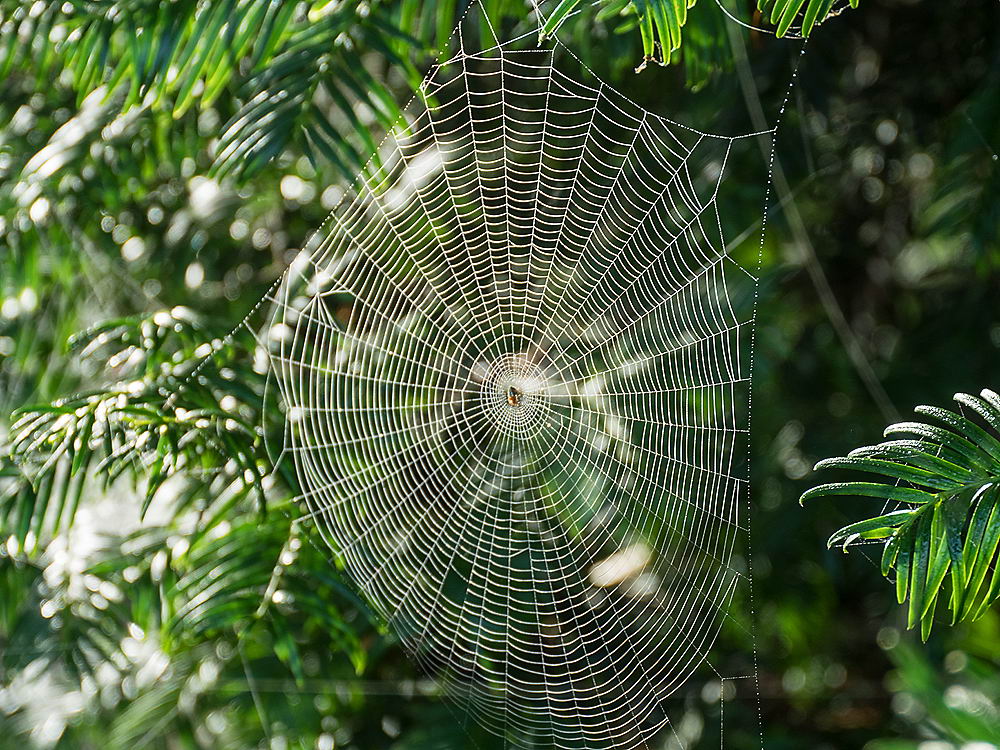 zur &Uuml;bersicht Gespinste 6