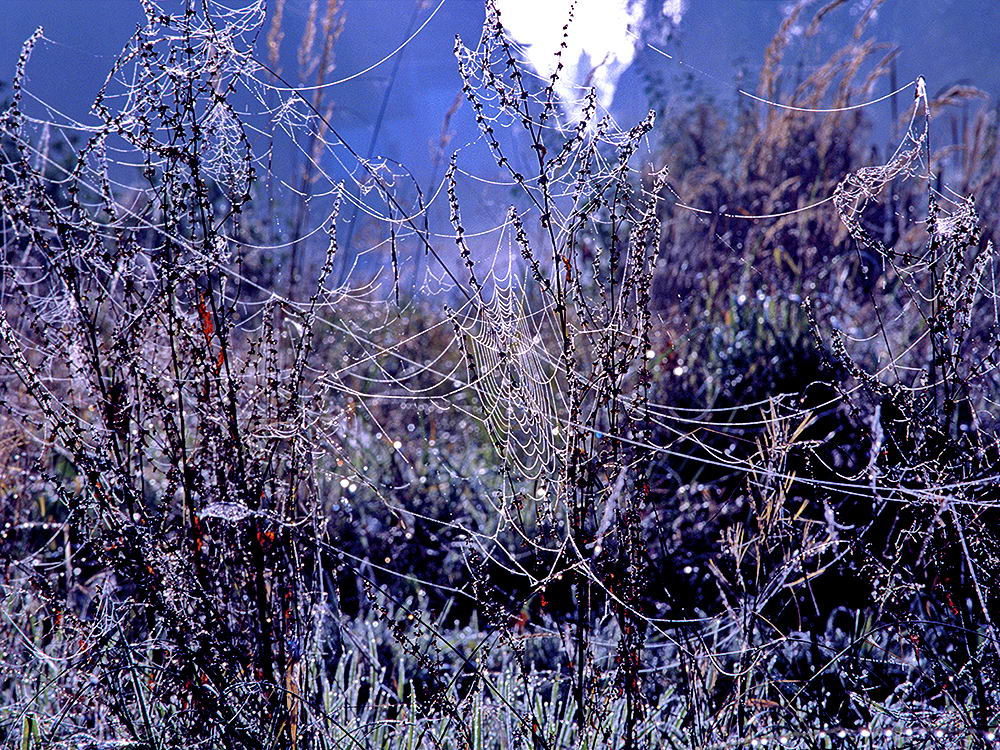 zur &Uuml;bersicht Gespinste 6