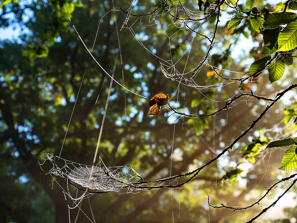 zur &Uuml;bersicht Gespinste 6