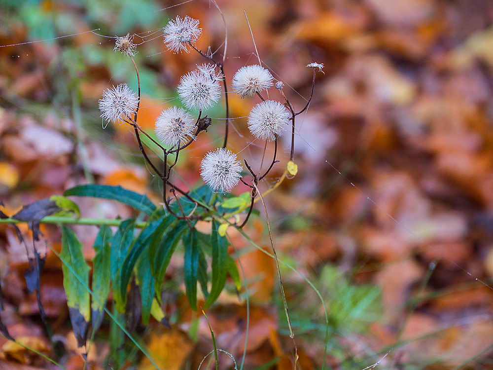 zur &Uuml;bersicht Gespinste 6