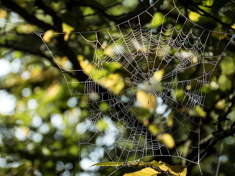 zur &Uuml;bersicht Gespinste 6