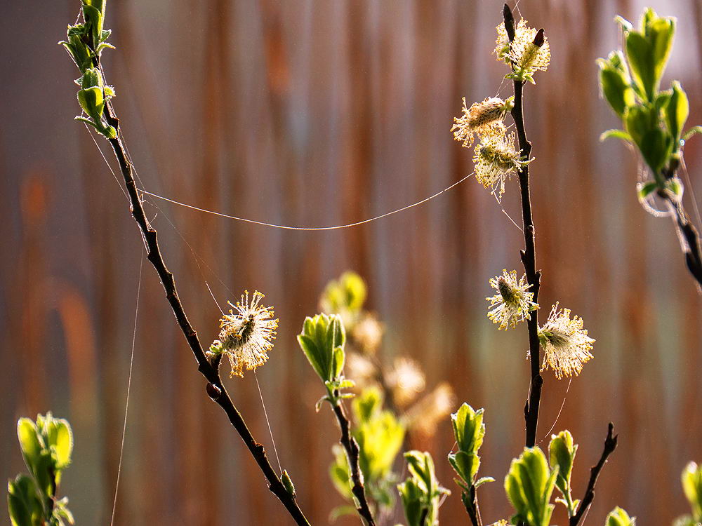 zur &Uuml;bersicht Gespinste 6
