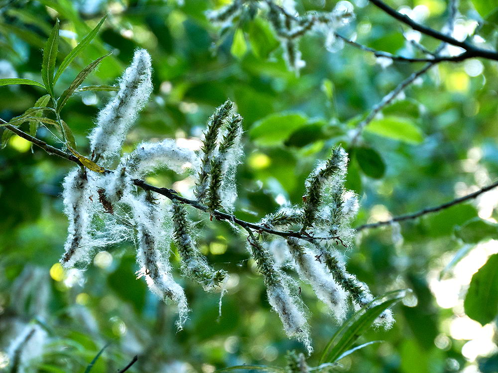 zur &Uuml;bersicht Gespinste 6