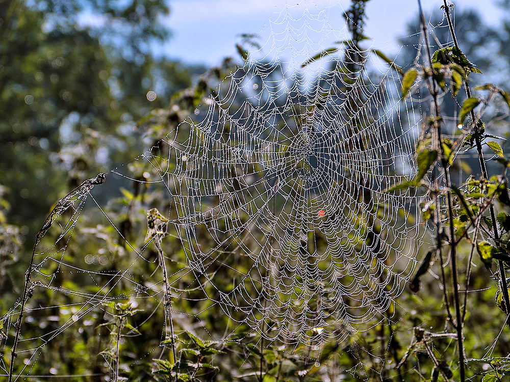 zur &Uuml;bersicht Gespinste 6