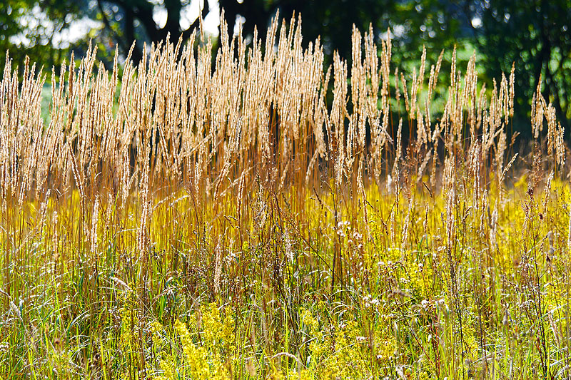 zur &Uuml;bersicht Gr&auml;ser 4