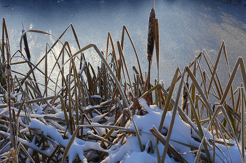 zur &Uuml;bersicht Gr&auml;ser 4
