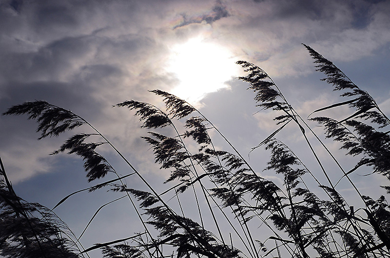 zur &Uuml;bersicht Gr&auml;ser 4