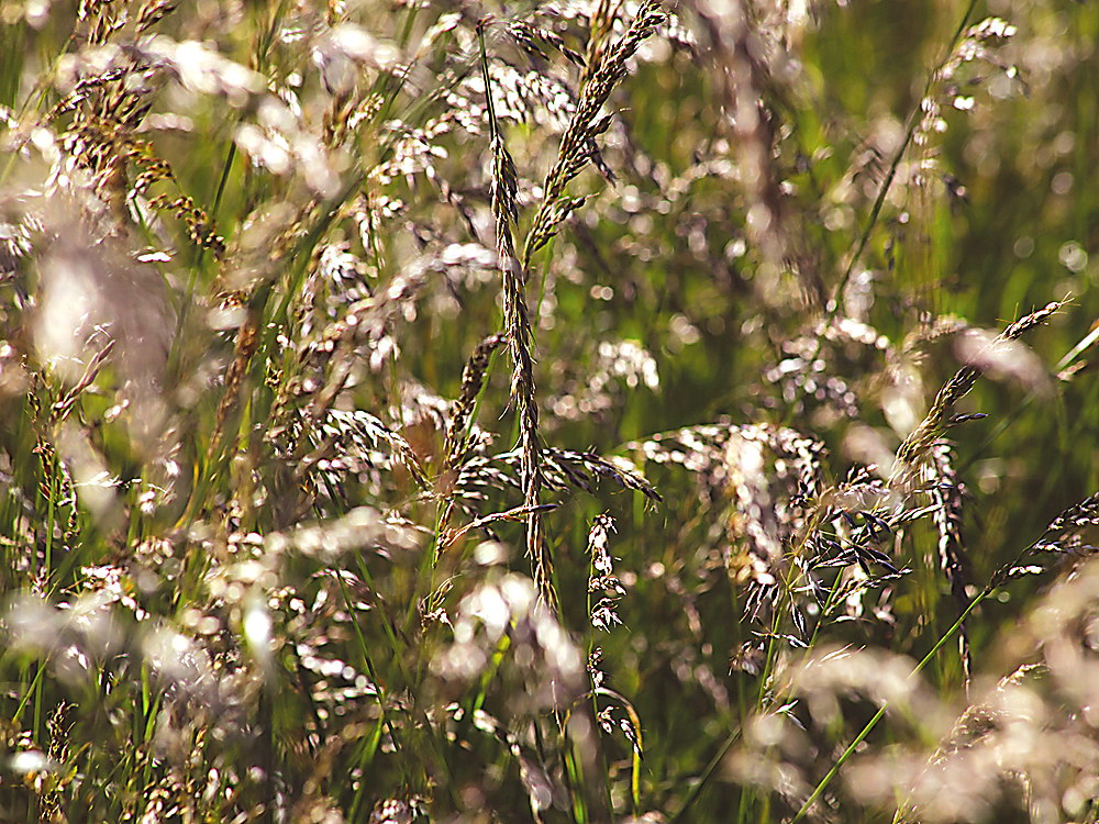 zur &Uuml;bersicht Gr&auml;ser 5