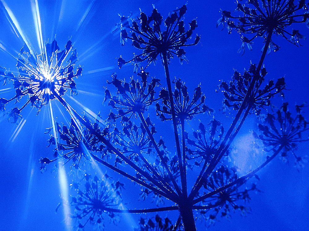 zur &Uuml;bersicht Gr&auml;ser 5