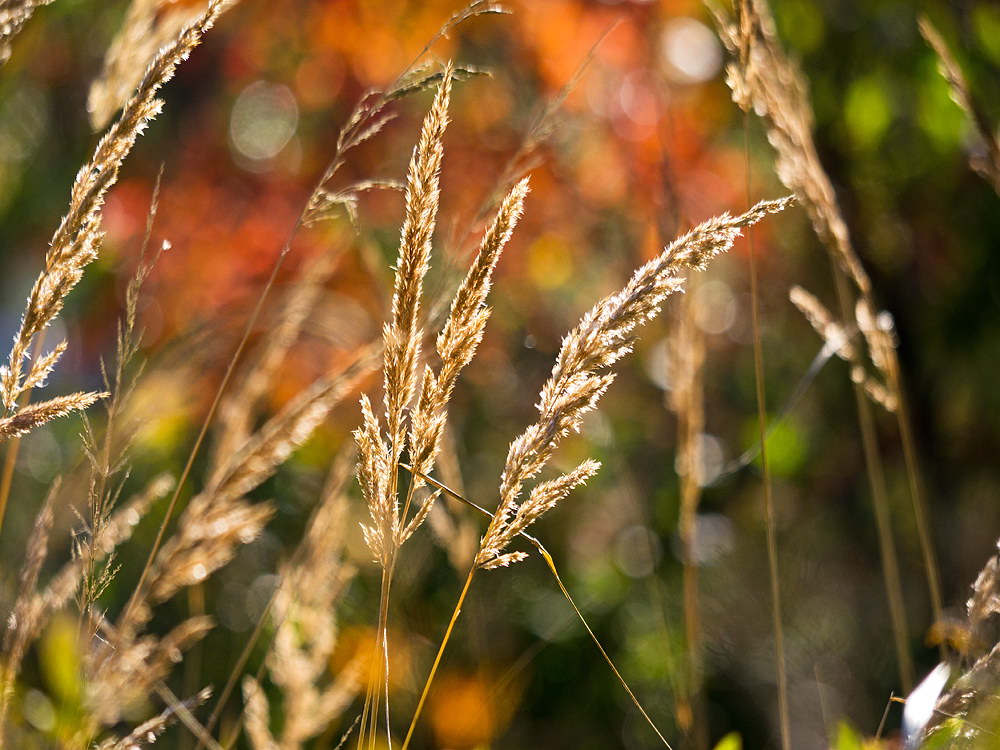 zur &Uuml;bersicht Gr&auml;ser 5