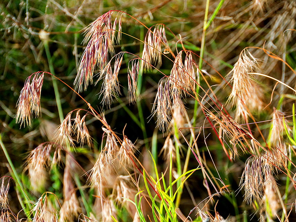 zur &Uuml;bersicht Gr&auml;ser 5