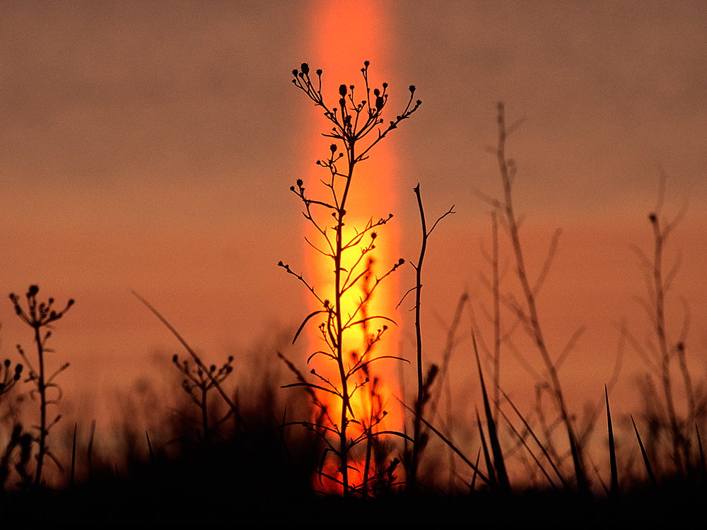 zur &Uuml;bersicht Gr&auml;ser 6