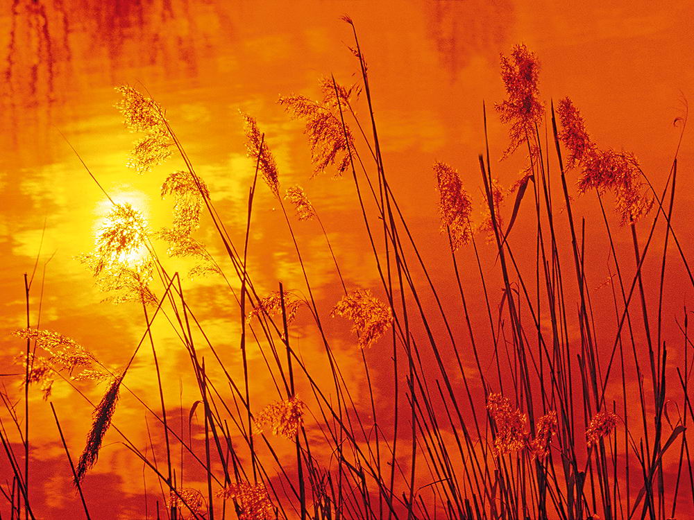 zur &Uuml;bersicht Gr&auml;ser 6