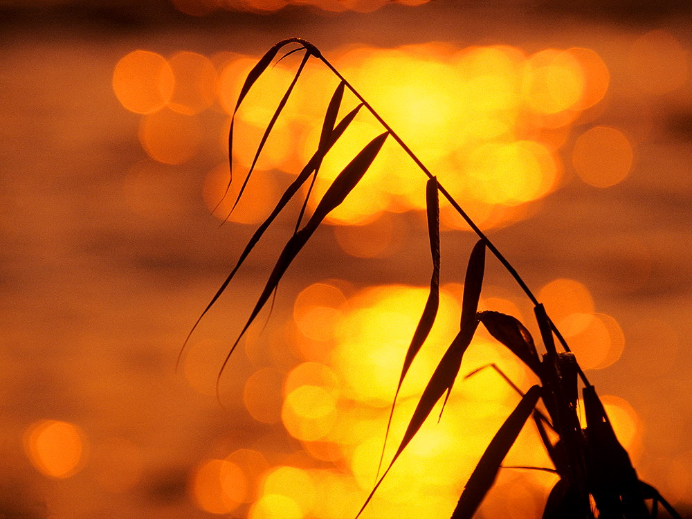 zur &Uuml;bersicht Gr&auml;ser 6