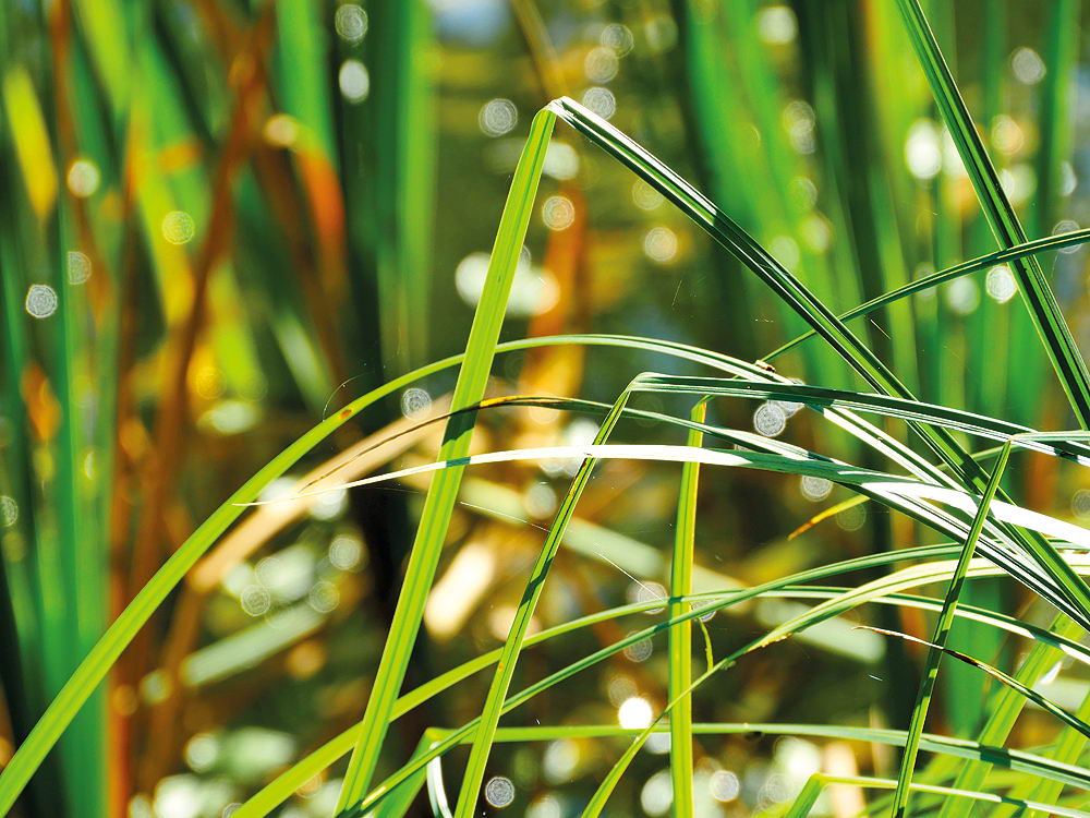 zur &Uuml;bersicht Gr&auml;ser 6