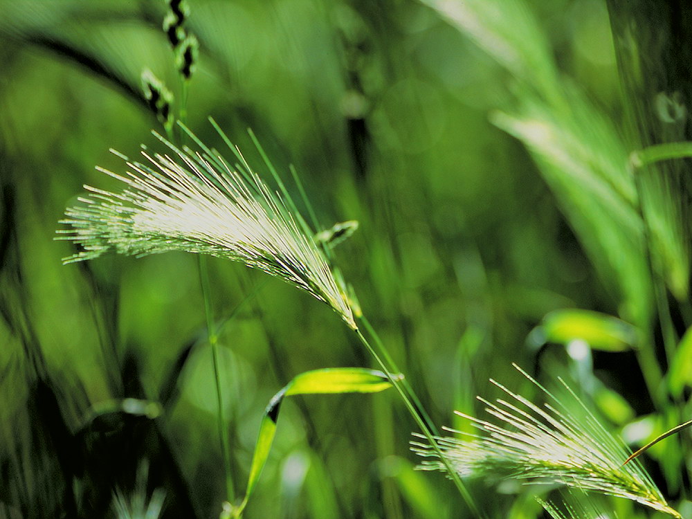 zur &Uuml;bersicht Gr&auml;ser 6