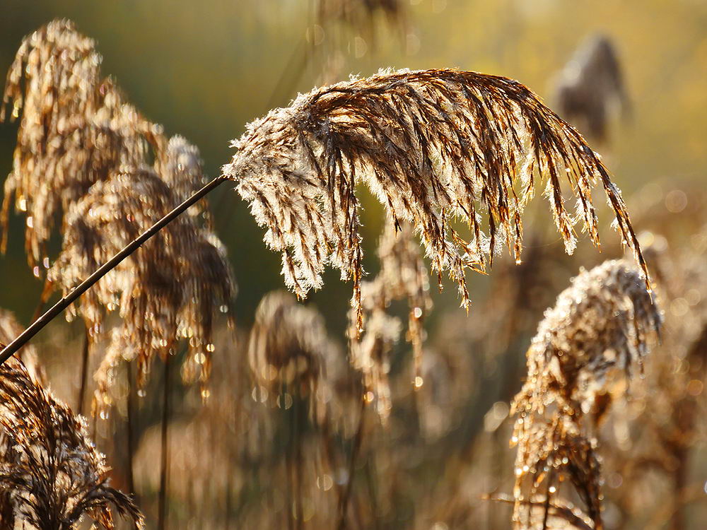 zur &Uuml;bersicht Gr&auml;ser 6