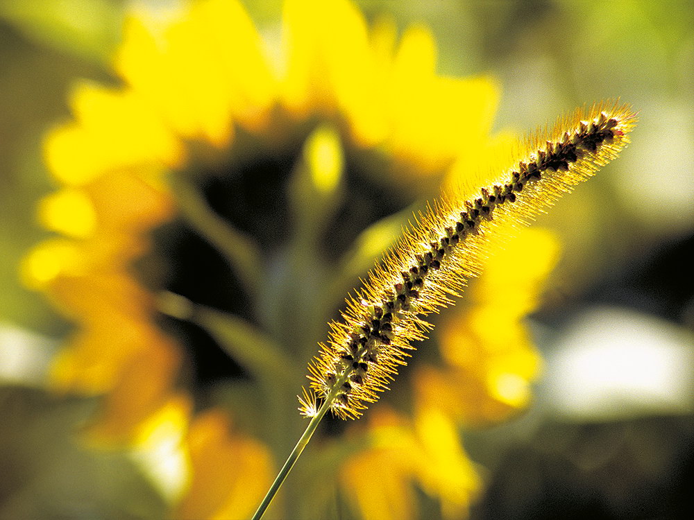 zur &Uuml;bersicht Gr&auml;ser 6