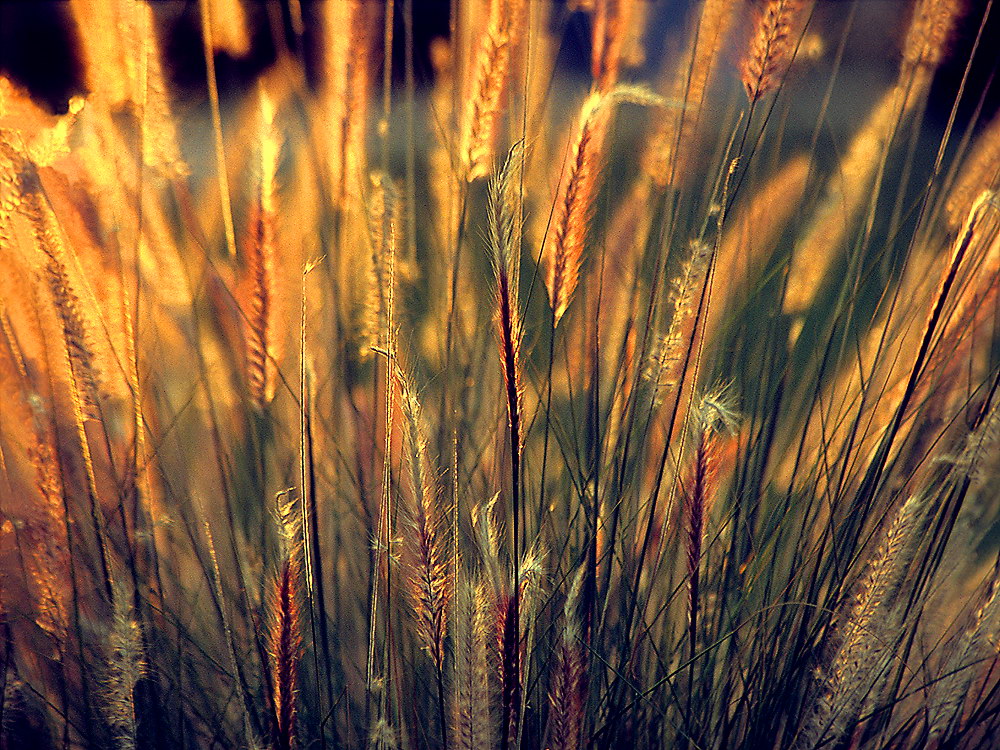 zur &Uuml;bersicht Gr&auml;ser 6