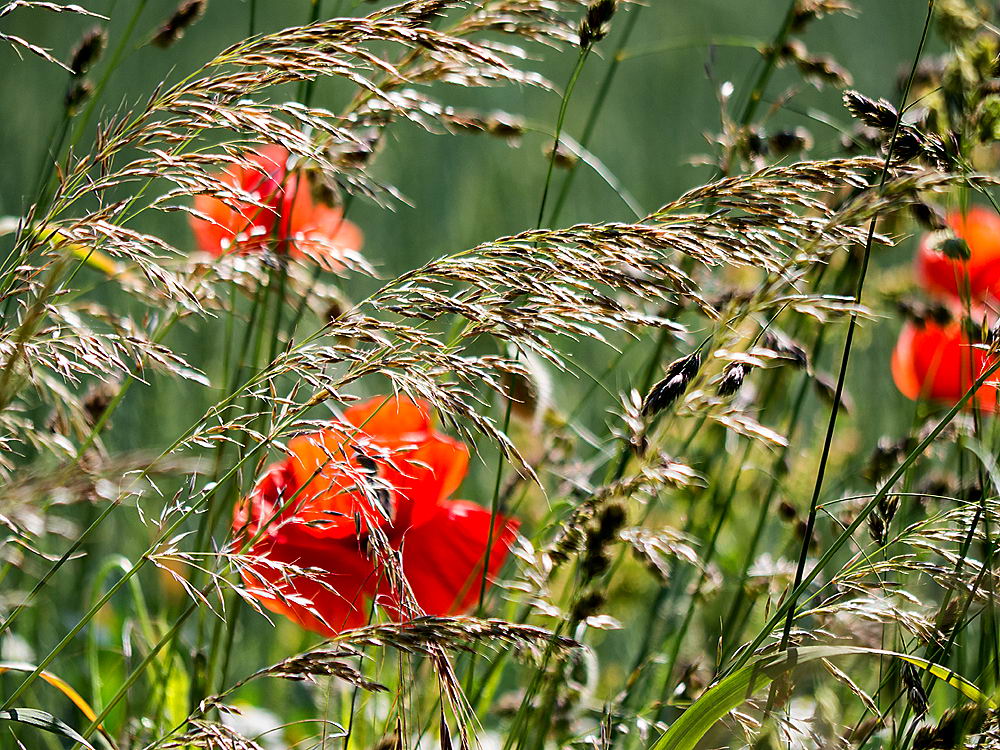 zur &Uuml;bersicht Gr&auml;ser 7