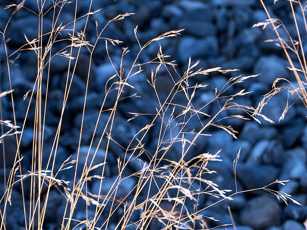 zur &Uuml;bersicht Gr&auml;ser 7