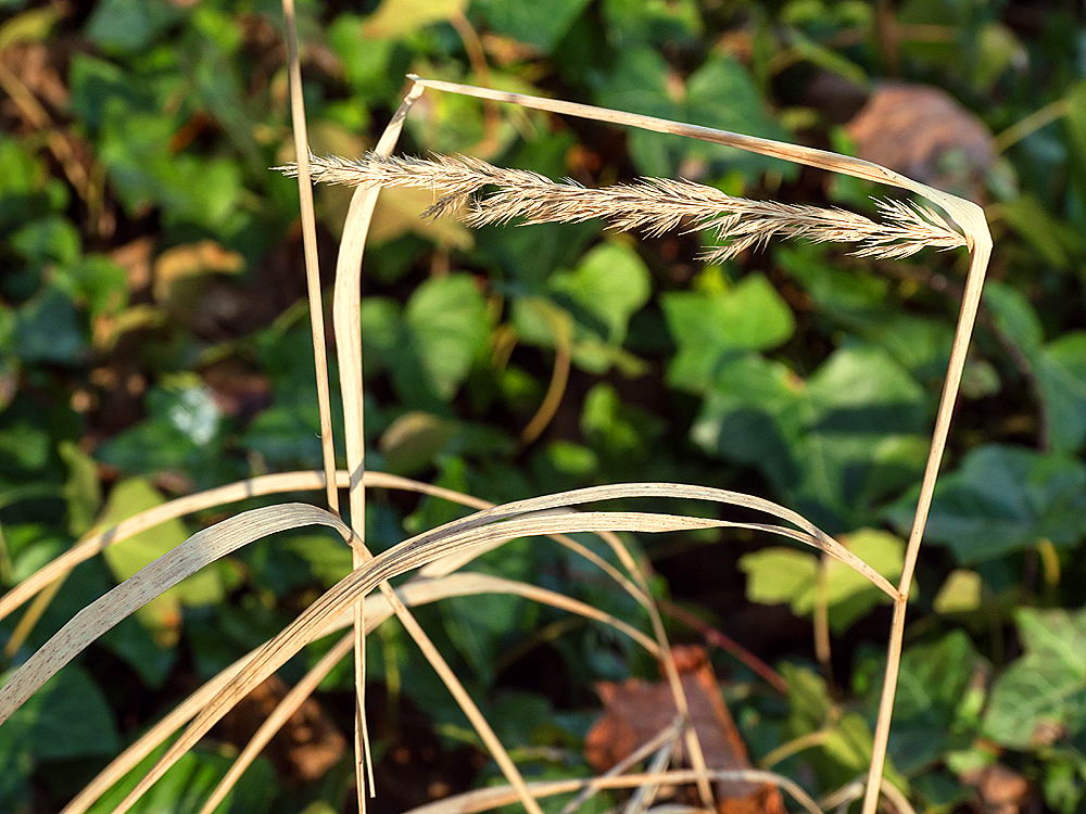 zur &Uuml;bersicht Gr&auml;ser 7