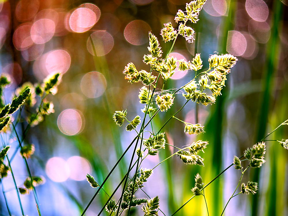zur &Uuml;bersicht Gr&auml;ser 7