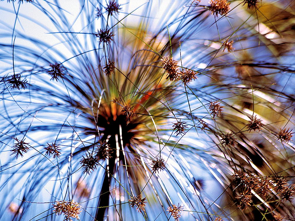 zur &Uuml;bersicht Gr&auml;ser 7