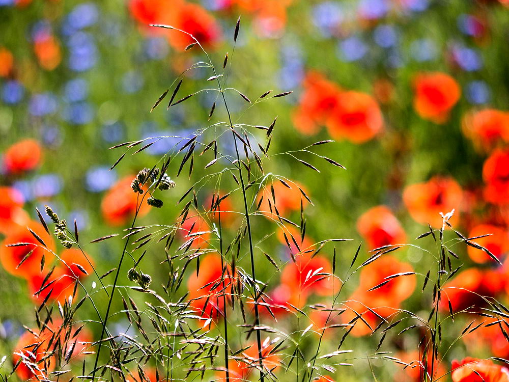 zur &Uuml;bersicht Gr&auml;ser 7
