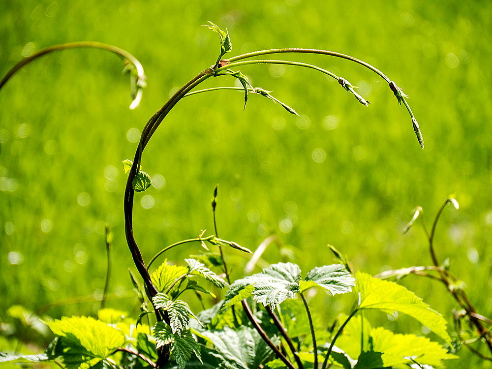 zur &Uuml;bersicht Gr&auml;ser 7