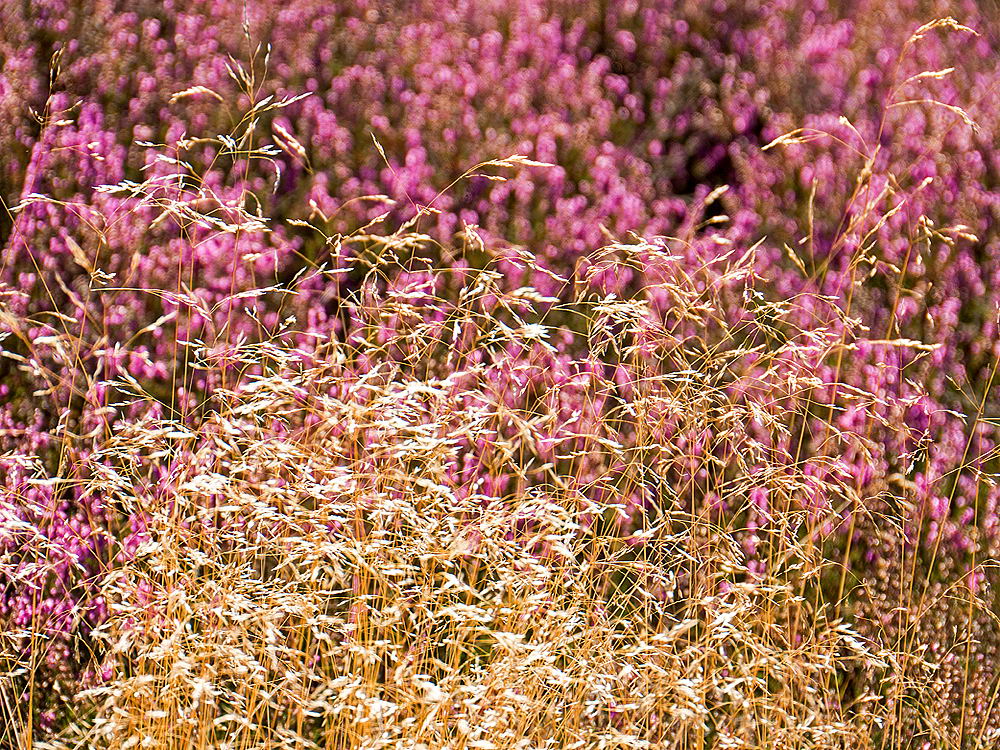 zur &Uuml;bersicht Gr&auml;ser 7
