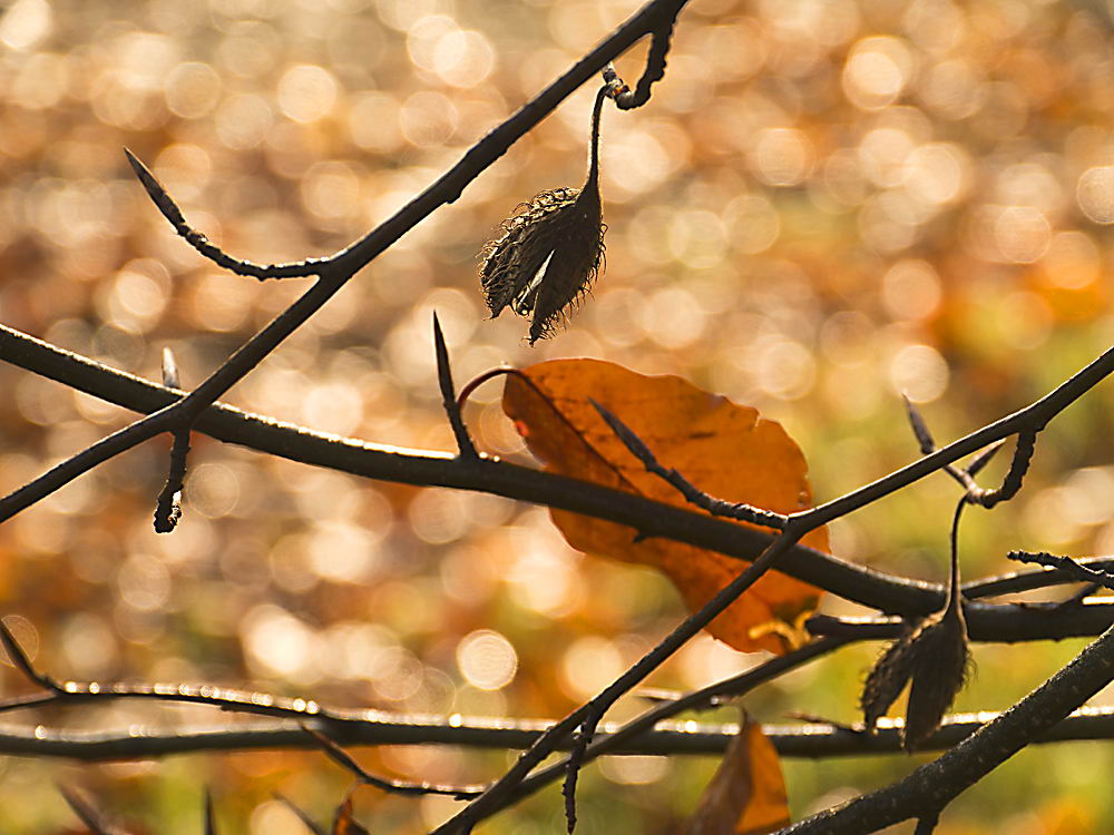 zur &Uuml;bersicht Herbst 2