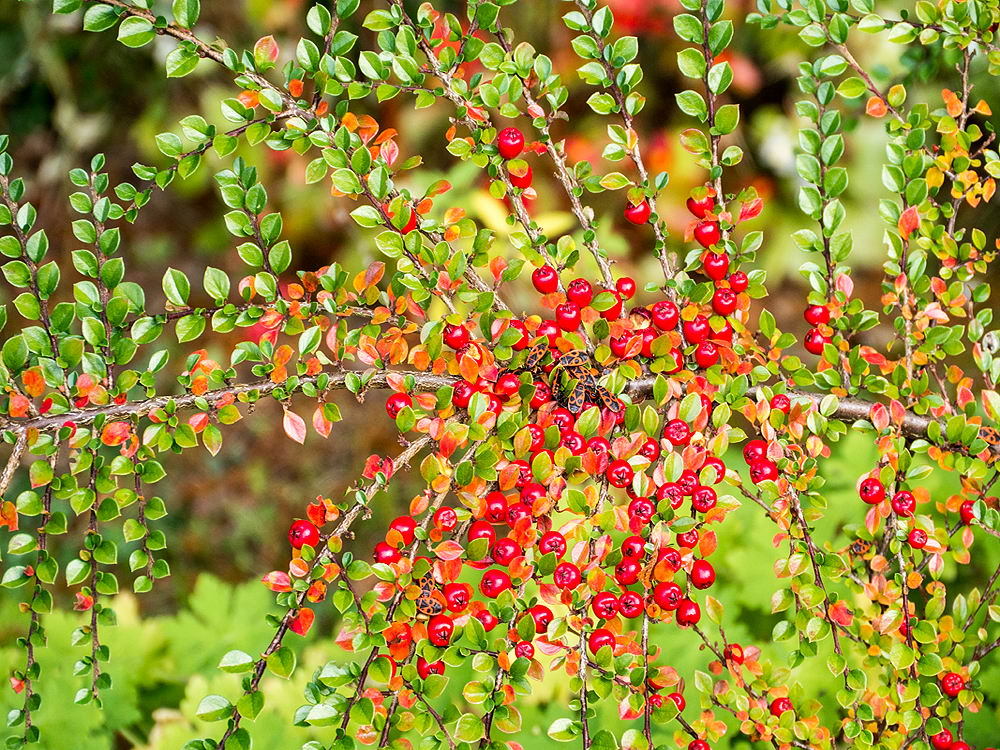zur &Uuml;bersicht Herbst 3