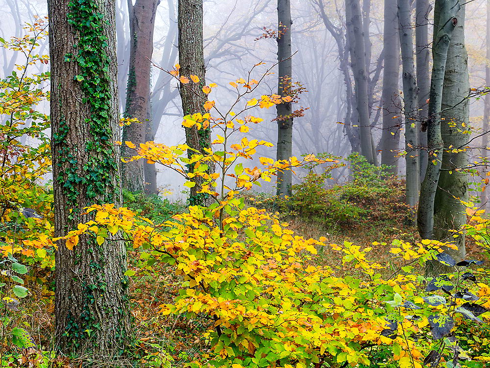 zur &Uuml;bersicht Herbst 3