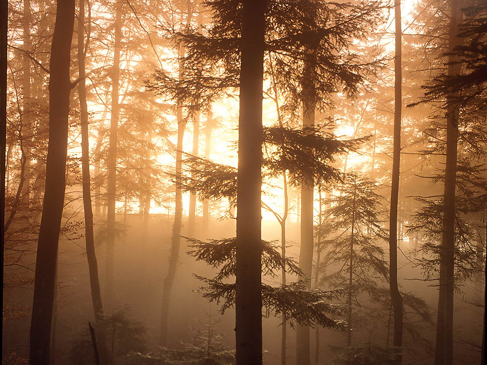 zur &Uuml;bersicht Herbst 3