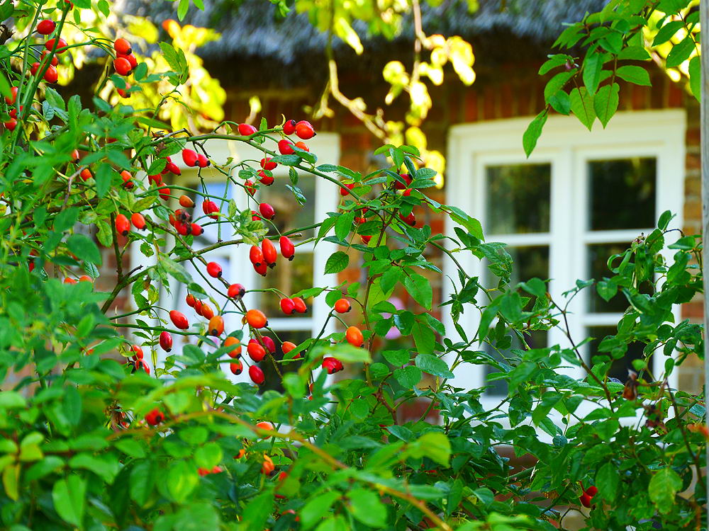 zur &Uuml;bersicht Herbst 4
