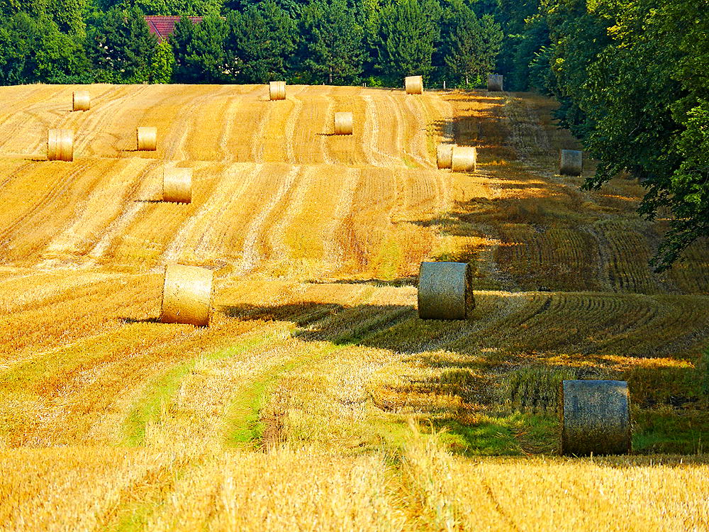 zur &Uuml;bersicht Herbst 4