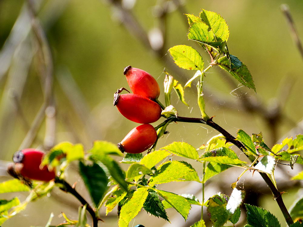 zur &Uuml;bersicht Herbst 4