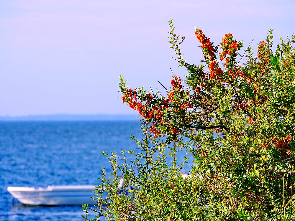 zur &Uuml;bersicht Herbst 4