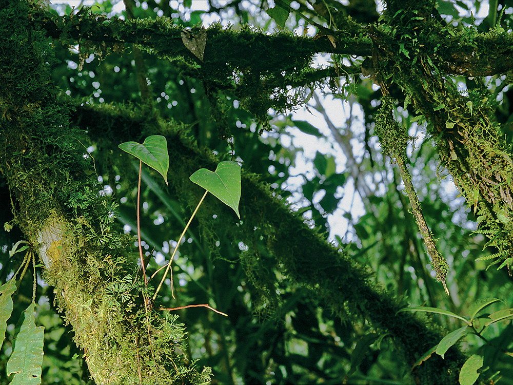 zur &Uuml;bersicht Herzen 4
