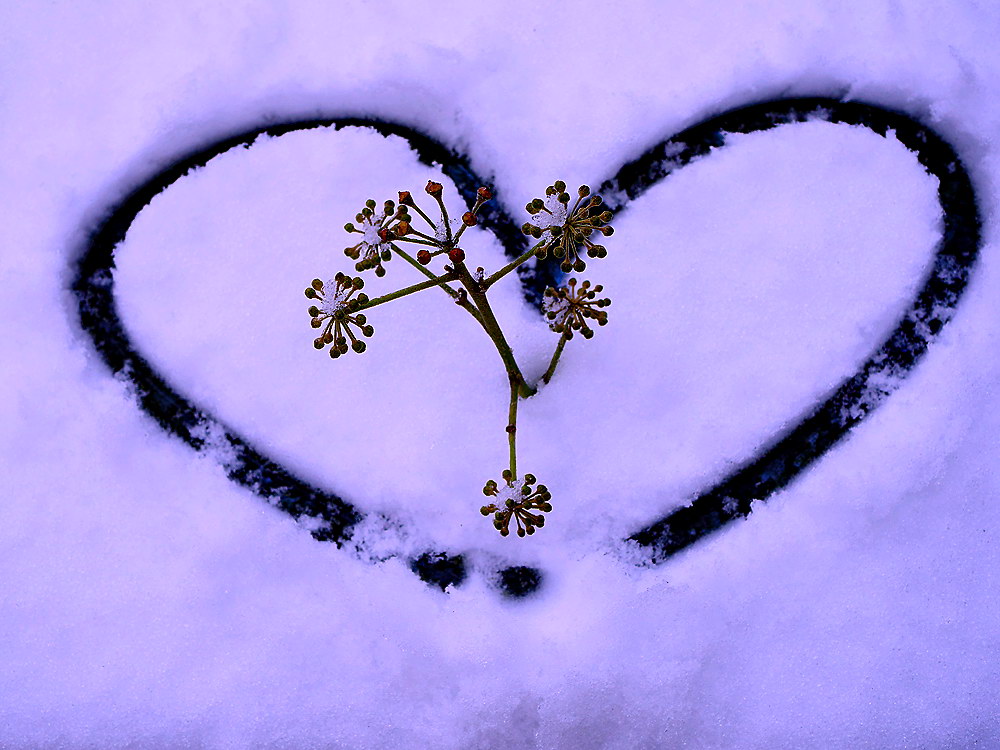 zur &Uuml;bersicht Herzen 4